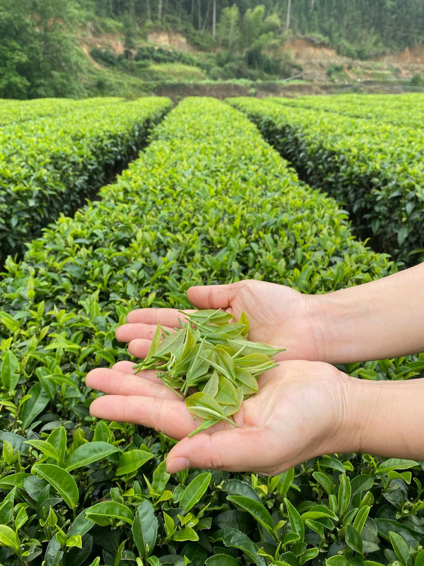 Pinnacle Discovery Tea Box (Pre-Order)