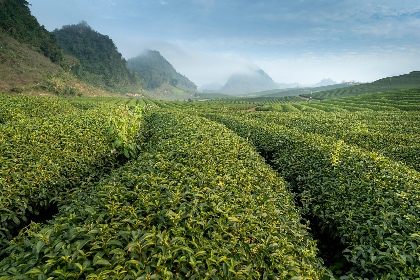 Pinnacle Discovery Tea Box (Pre-Order)